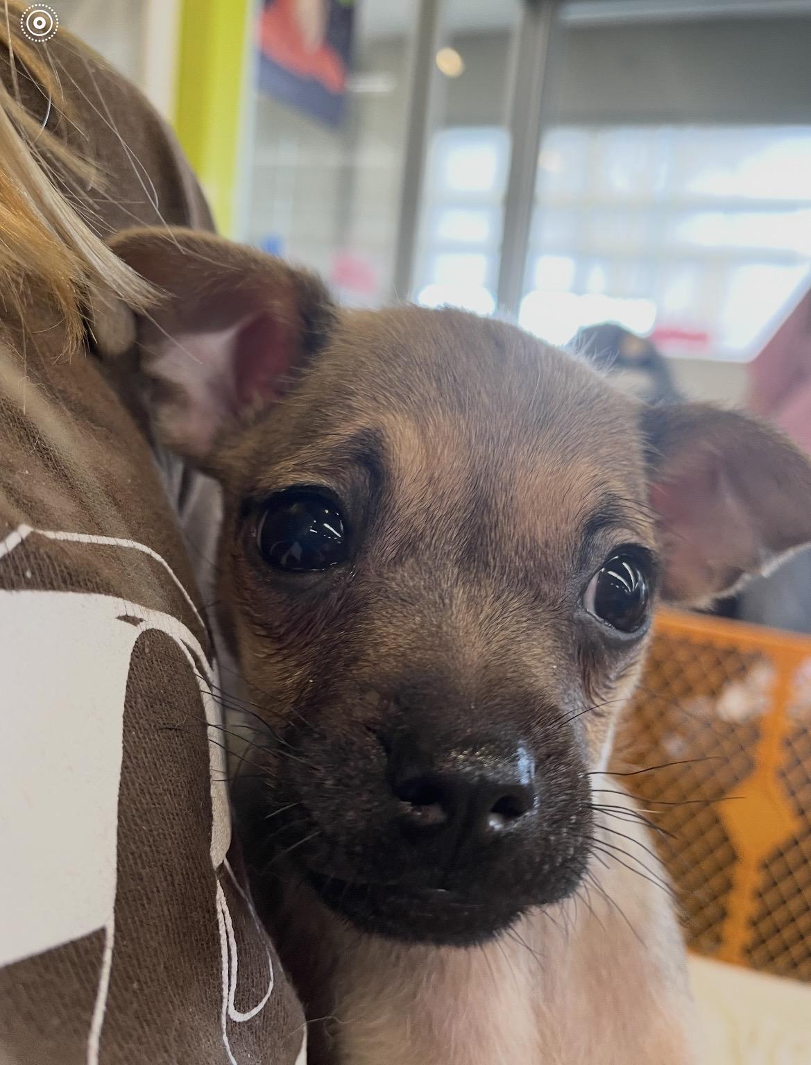 Enlarge Andy, an adoptable mixed breed in Kannapolis, NC image 3/6
