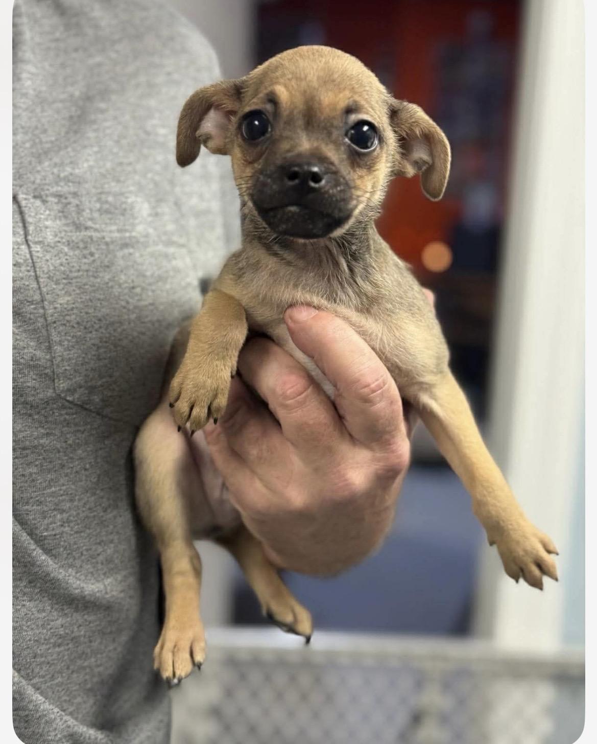 Andy, adoptable, Puppy Male Terrier & Mixed Breed.