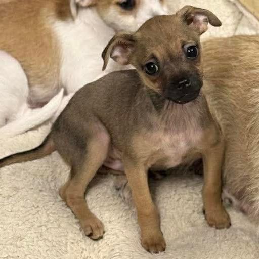 Enlarge Andy, an adoptable mixed breed in Kannapolis, NC image 4/6