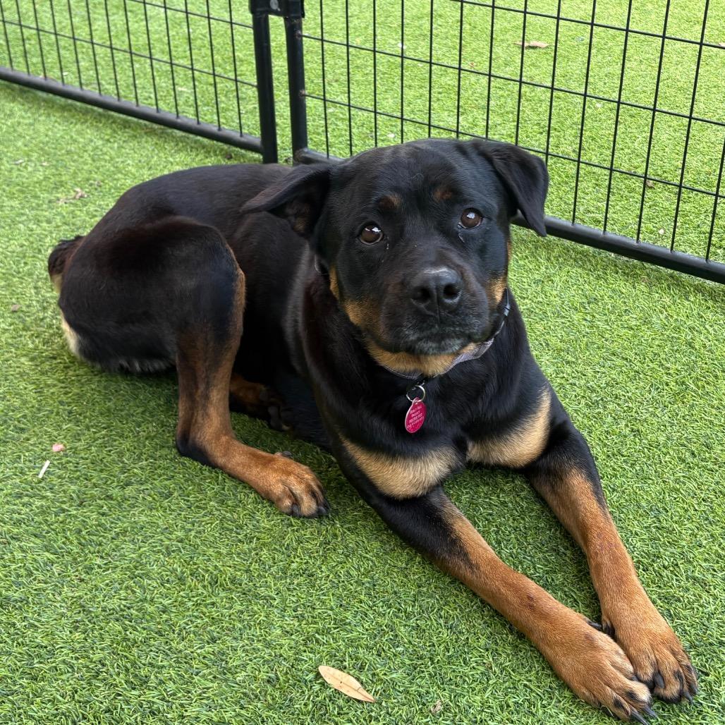 Freya, Adoptable, Adult Female Rottweiler.