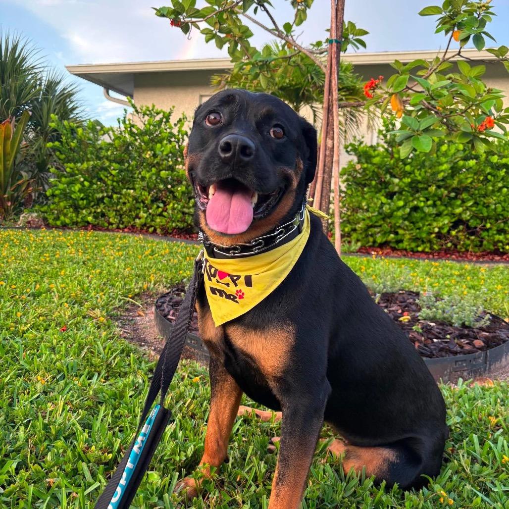 Enlarge Freya, a Adoptable Rottweiler in Tampa, FL image 2/6