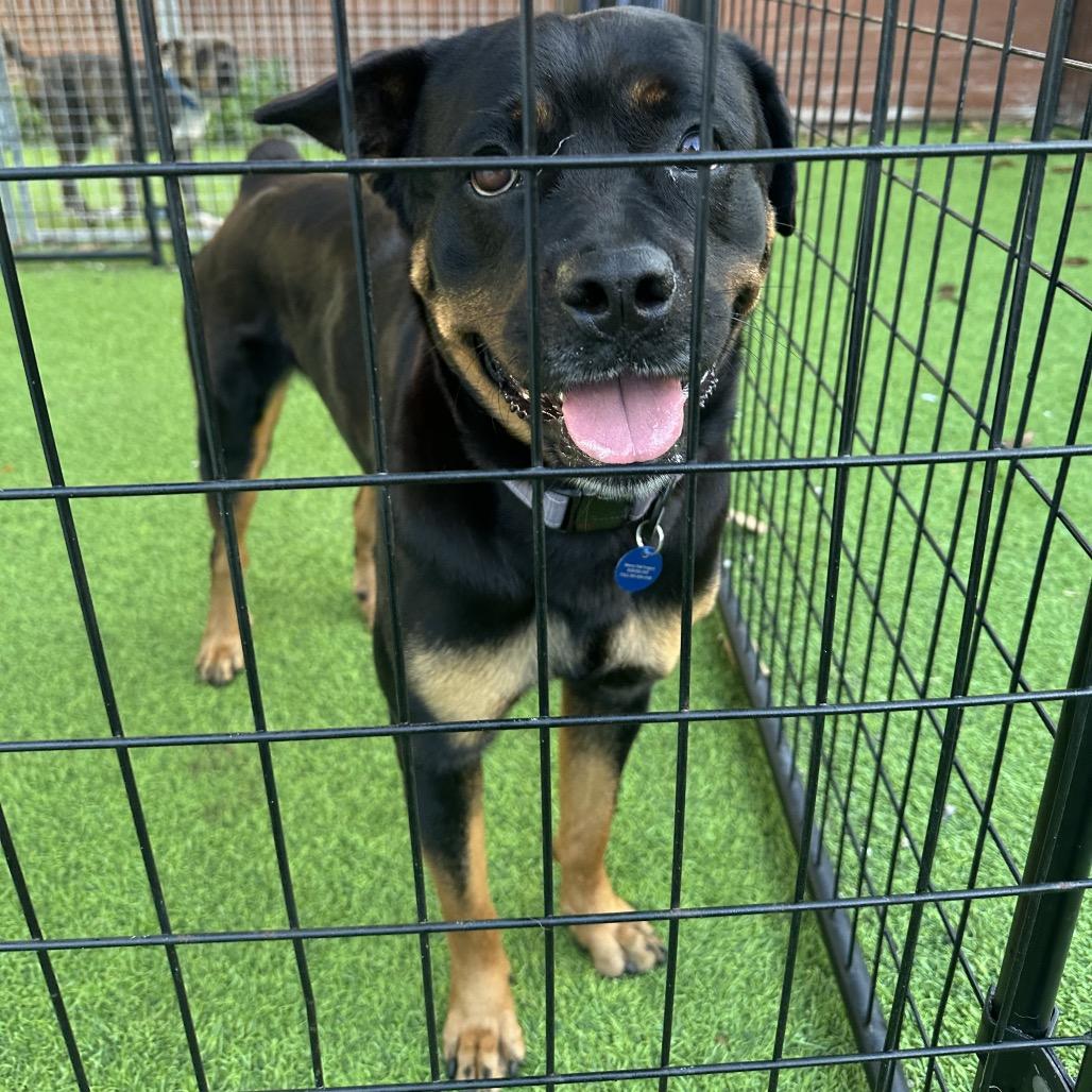 Enlarge Freya, a Adoptable Rottweiler in Tampa, FL image 4/6