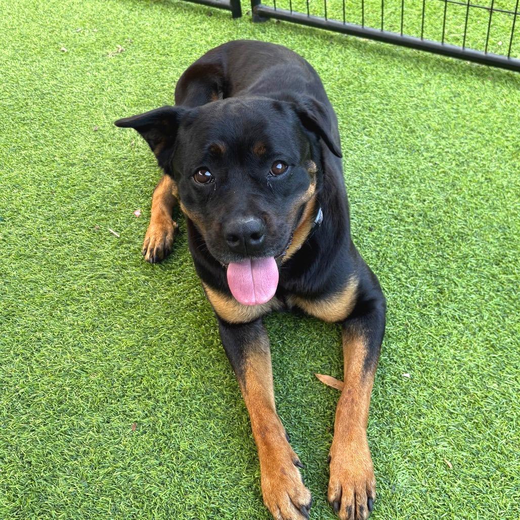 Enlarge Freya, a Adoptable Rottweiler in Tampa, FL image 6/6