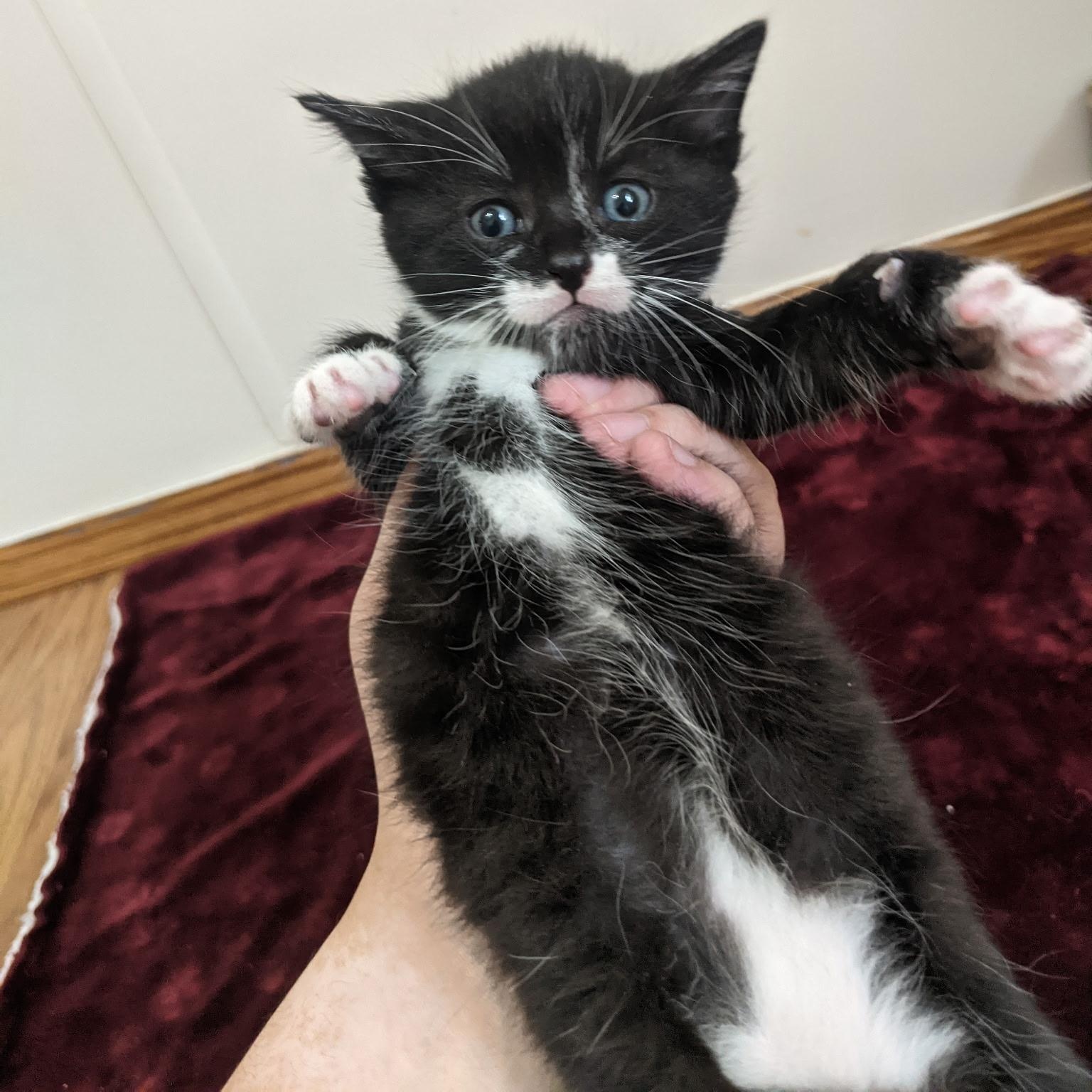 Jacksepticeye, Adoptable, Young Male Domestic Short Hair.