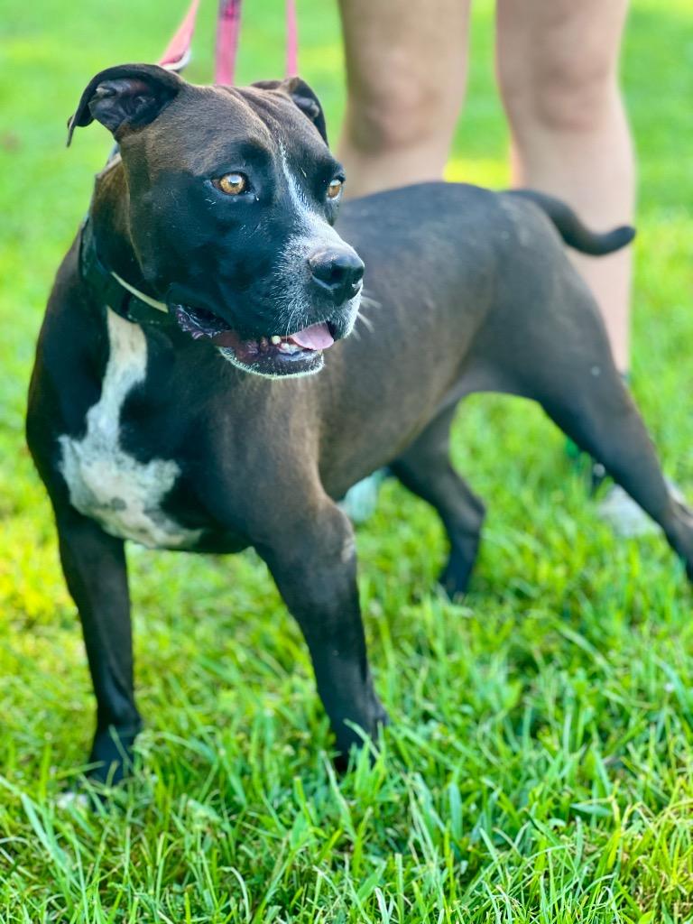 Minnie, a Adoptable mixed breed in Saint Francisville, LA image 1/6