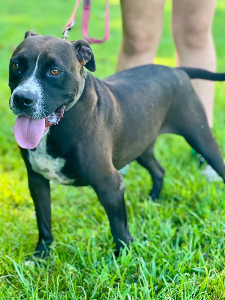 Minnie, a Adoptable mixed breed in Saint Francisville, LA image 3/6