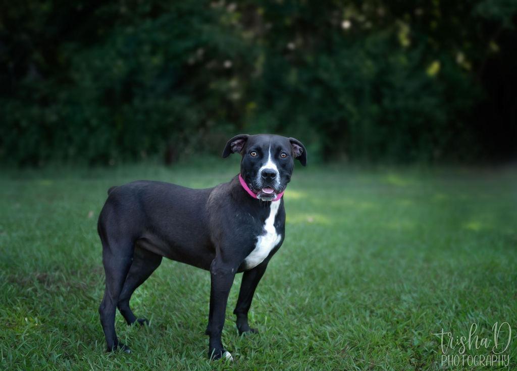 Minnie, a Adoptable mixed breed in Saint Francisville, LA image 4/6