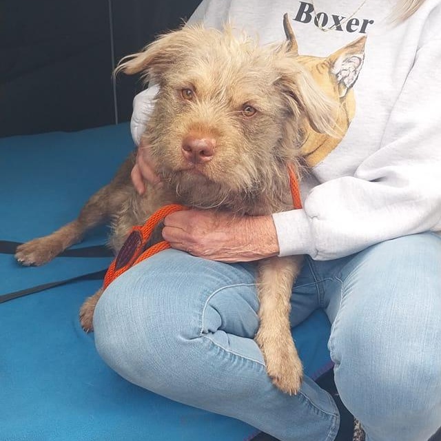 Enlarge Yoda, an adopted mixed breed in Washington, PA image 3/5