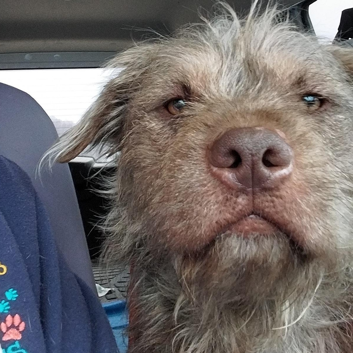 Enlarge Yoda, an adopted mixed breed in Washington, PA image 4/5