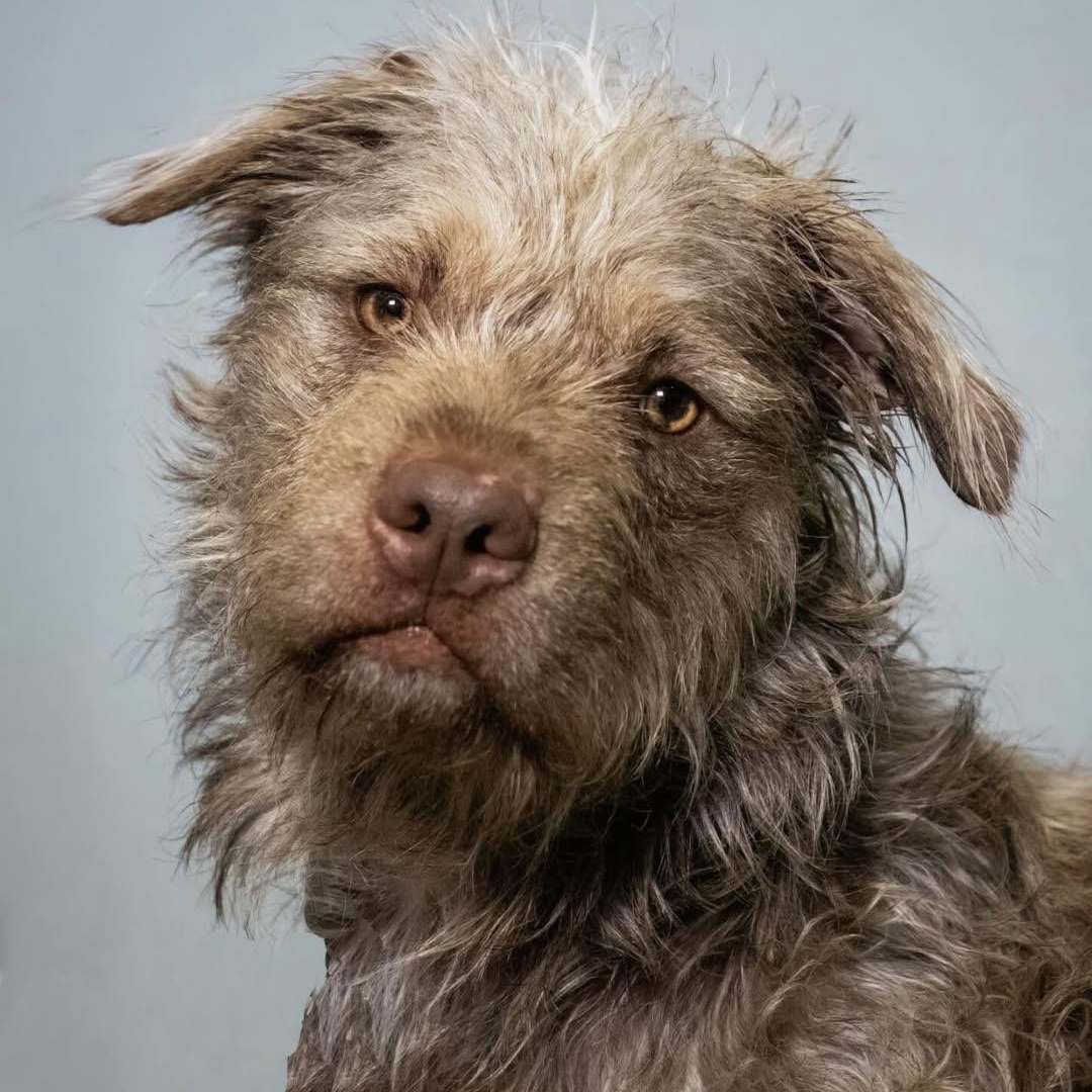 Enlarge Yoda, an adopted mixed breed in Washington, PA image 1/5