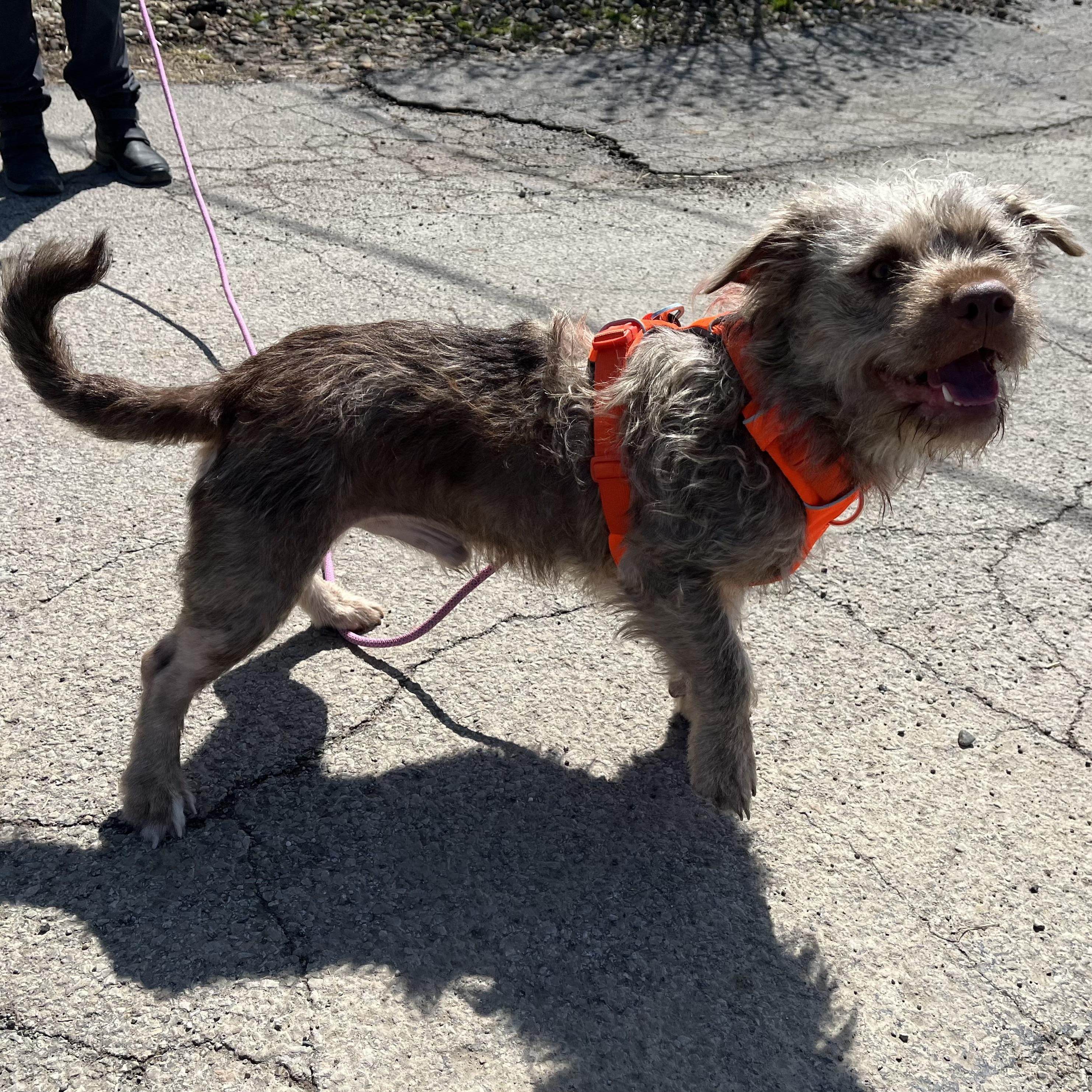 Enlarge Yoda, an adopted mixed breed in Washington, PA image 5/5