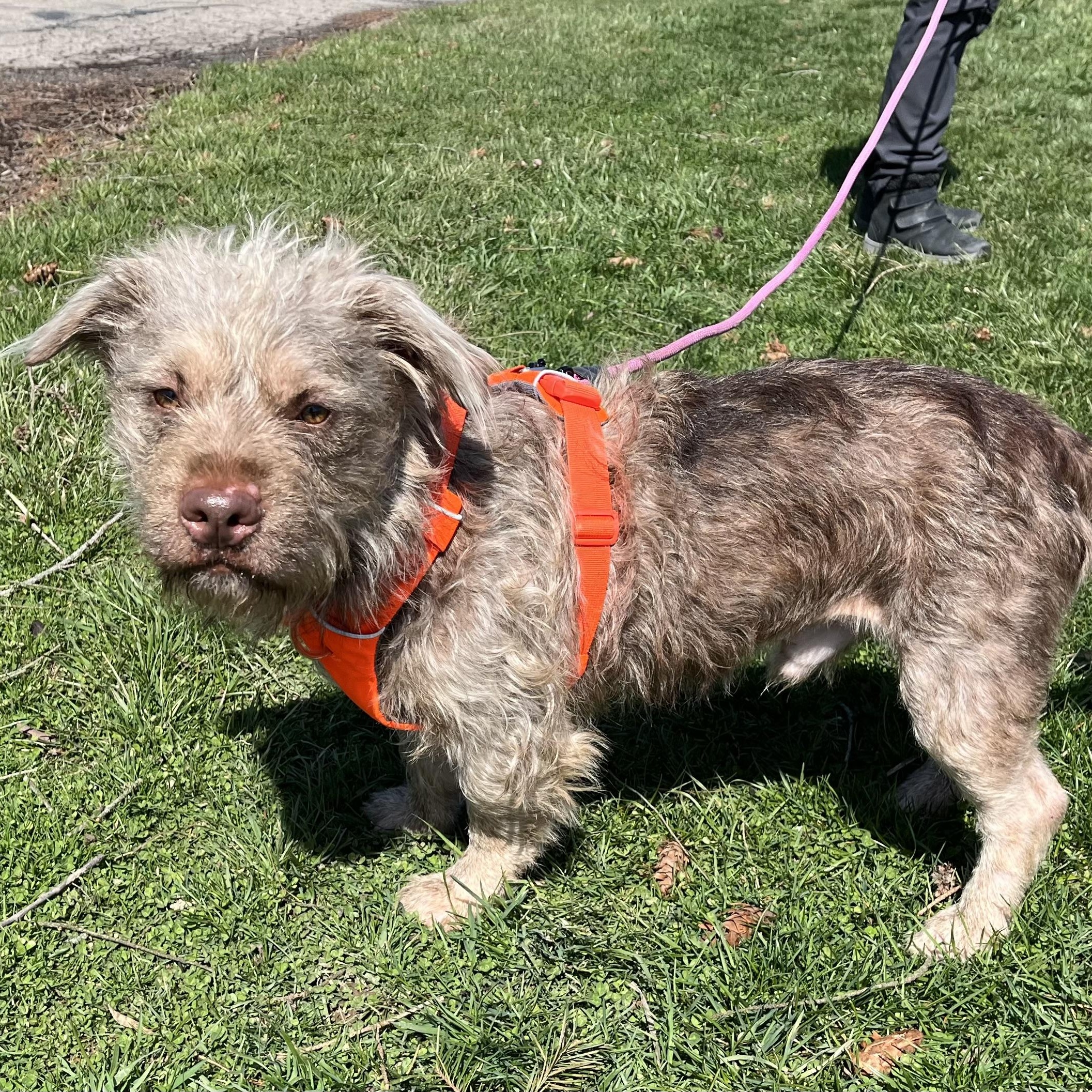 Enlarge Yoda, an adopted mixed breed in Washington, PA image 2/5