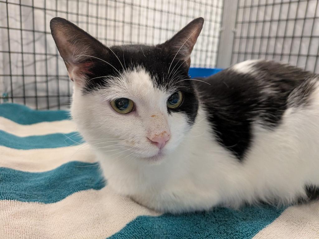 Dollar Fifty, Adoptable, Adult Male Domestic Short Hair.