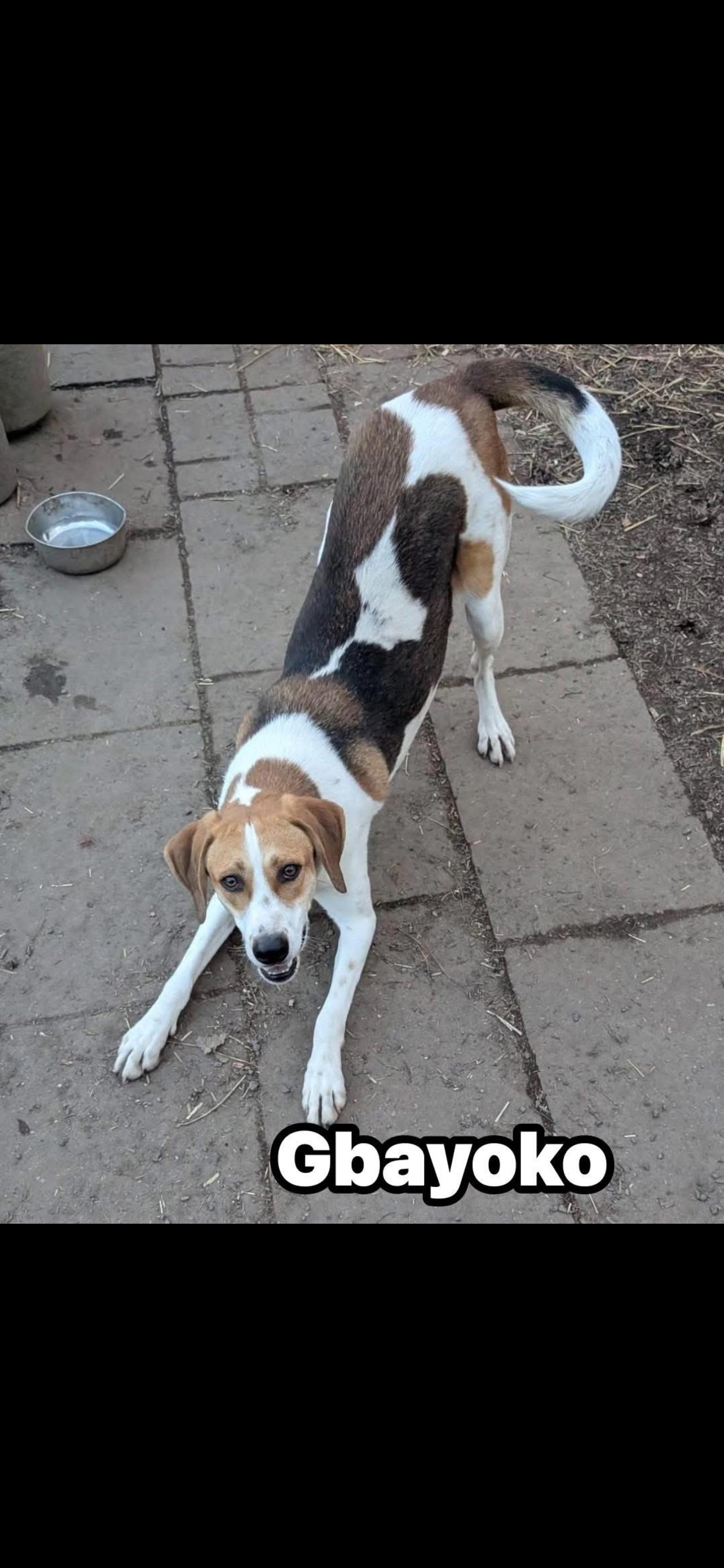 Enlarge Gbayoko (Bobo), a ADOPTABLE Treeing Walker Coonhound in Reidsville, NC image 1/1