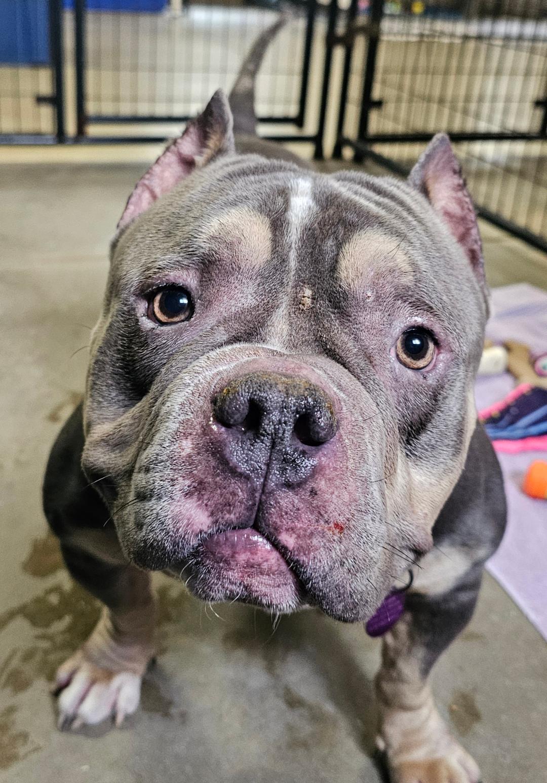 Enlarge Tyson-SPONSORED FEE!, a ADOPTABLE mixed breed in Lapeer, MI image 4/5