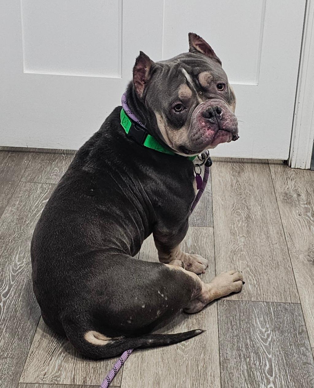 Enlarge Tyson-SPONSORED FEE!, a ADOPTABLE mixed breed in Lapeer, MI image 3/5