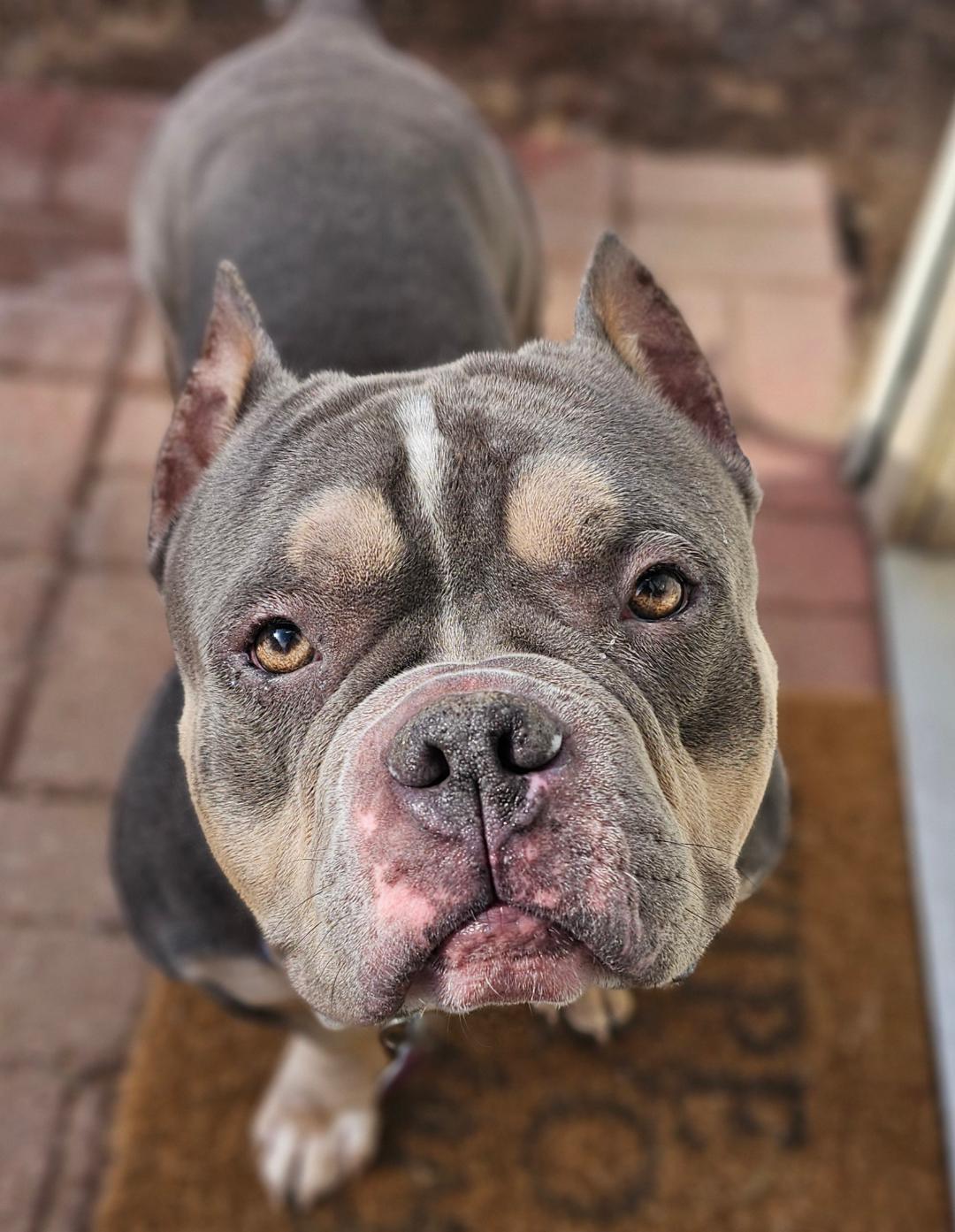 Enlarge Tyson-SPONSORED FEE!, a ADOPTABLE mixed breed in Lapeer, MI image 1/5