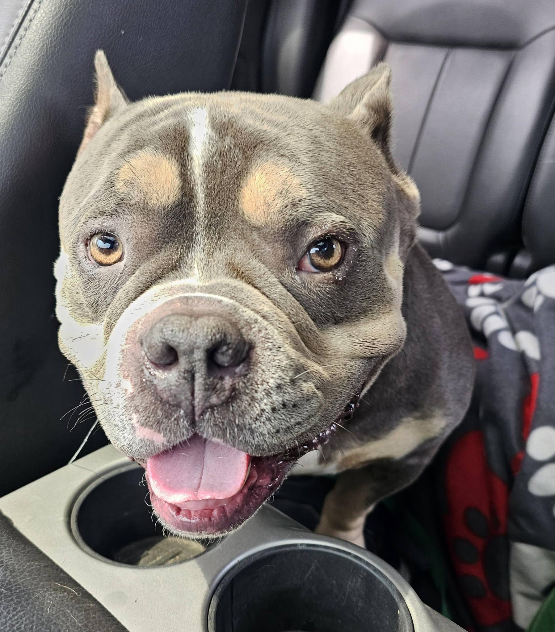 Tyson-SPONSORED FEE!, an adoptable mixed breed in Lapeer, MI image 1/6