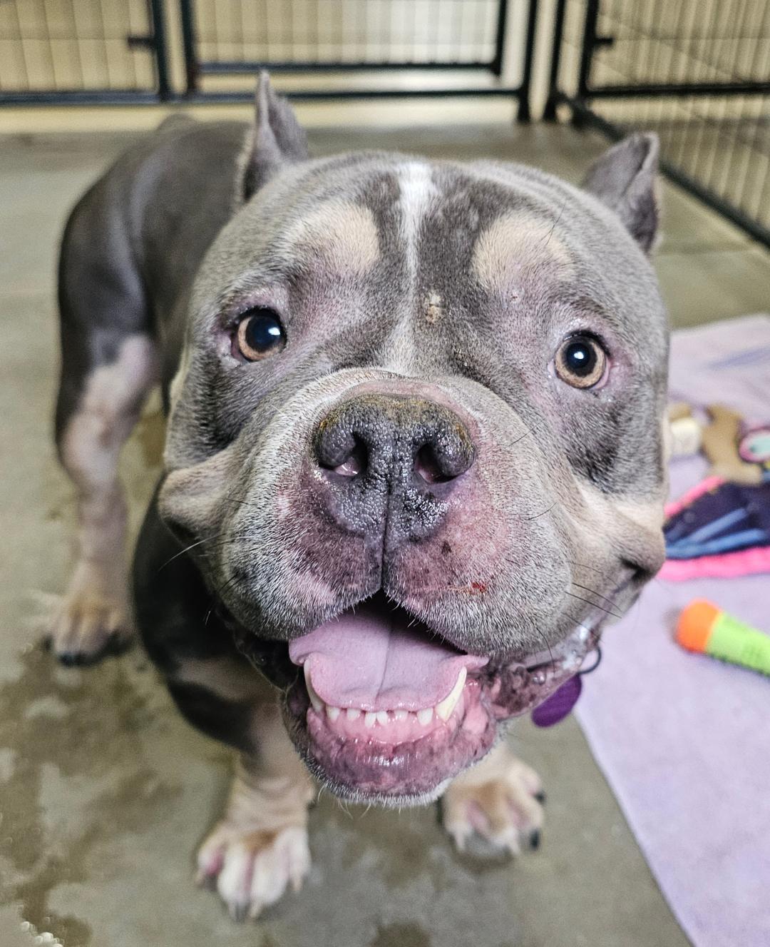 Enlarge Tyson-SPONSORED FEE!, an adoptable mixed breed in Lapeer, MI image 5/5