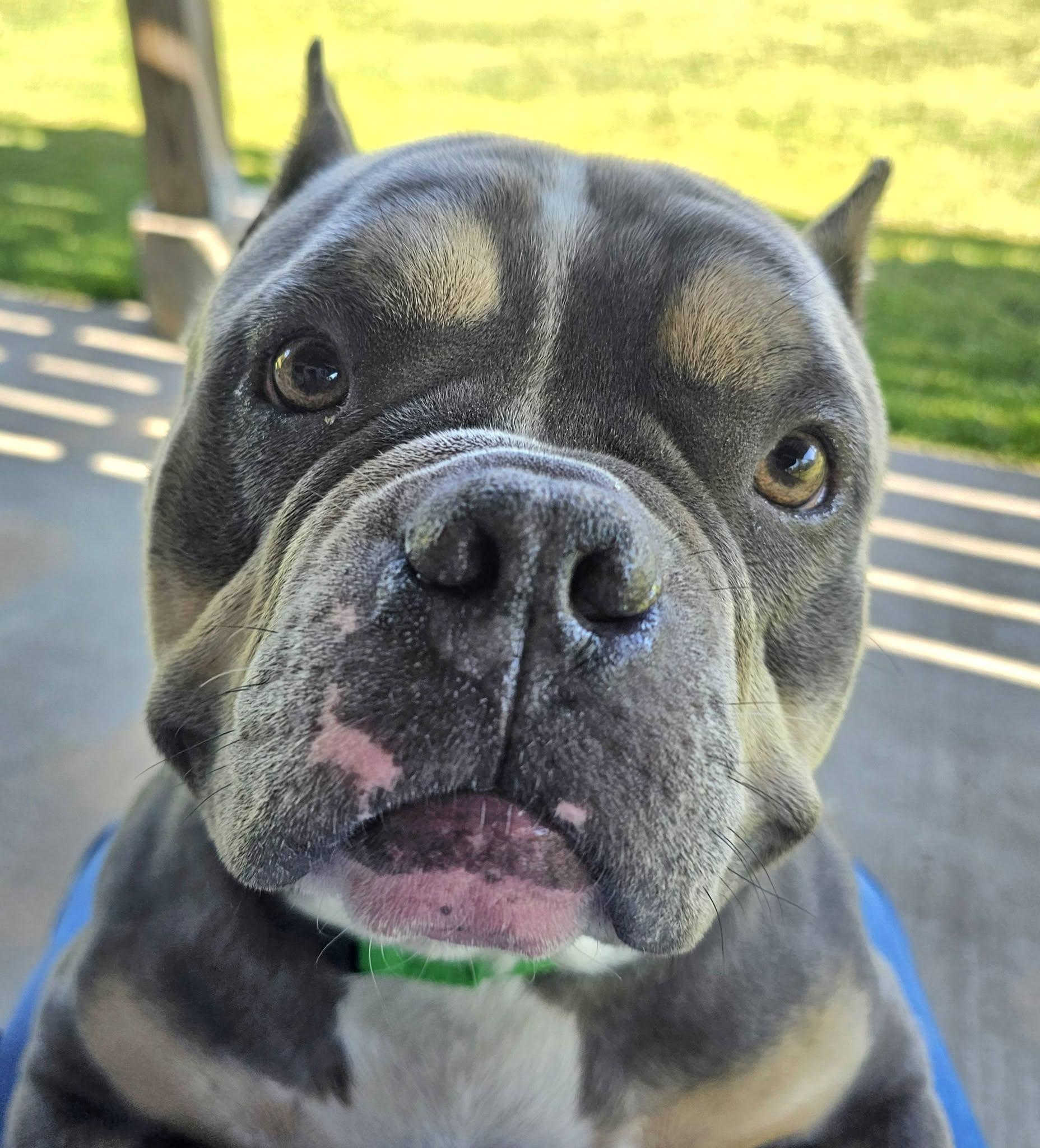 Tyson-SPONSORED FEE!, an adoptable mixed breed in Lapeer, MI image 6/6