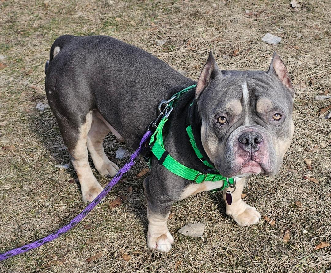 Enlarge Tyson-SPONSORED FEE!, a ADOPTABLE mixed breed in Lapeer, MI image 5/5