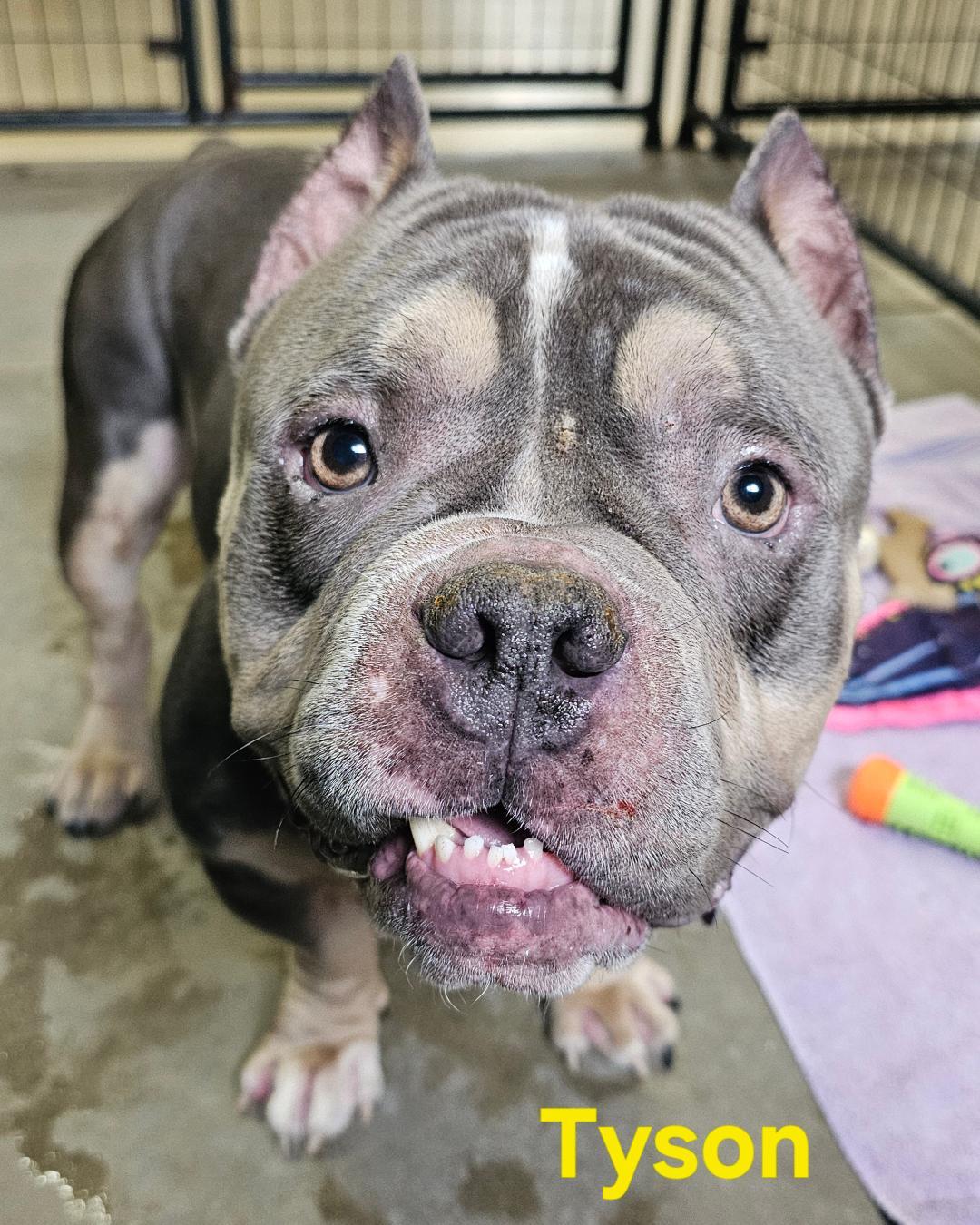 Enlarge Tyson-SPONSORED FEE!, a ADOPTABLE mixed breed in Lapeer, MI image 2/5