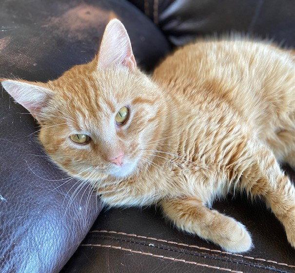 Enlarge Finn, a Adoptable Domestic Short Hair in Shawnee, KS image 2/3