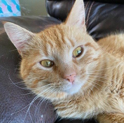 Enlarge Finn, a Adoptable Domestic Short Hair in Shawnee, KS image 3/3