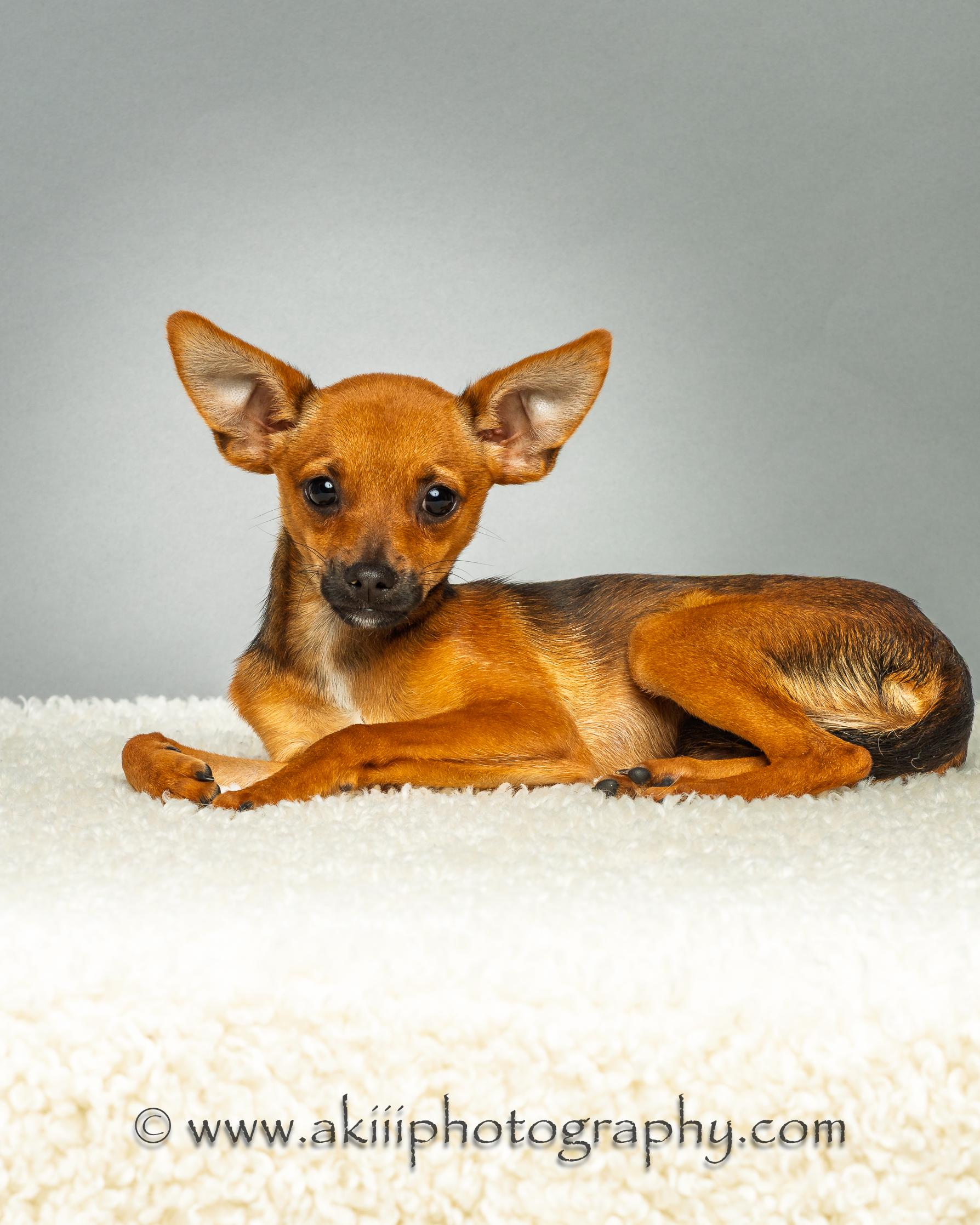 Tony - Puppy, a ADOPTABLE mixed breed in Plano, TX image 6/6