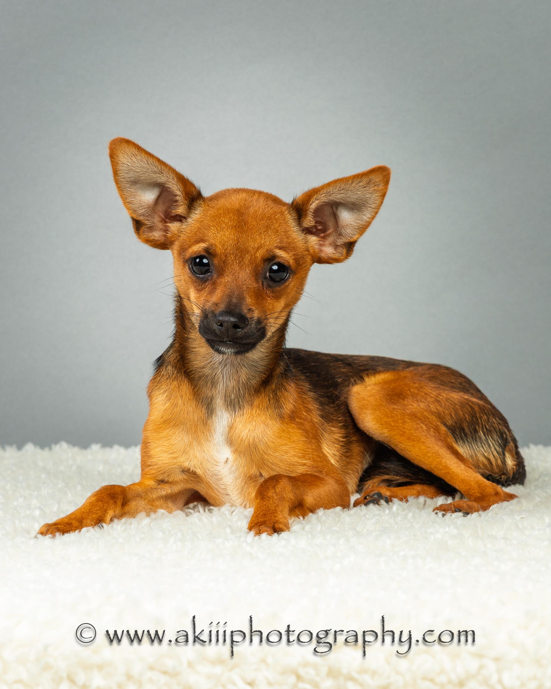 Tony - Puppy, a ADOPTABLE mixed breed in Plano, TX image 1/6