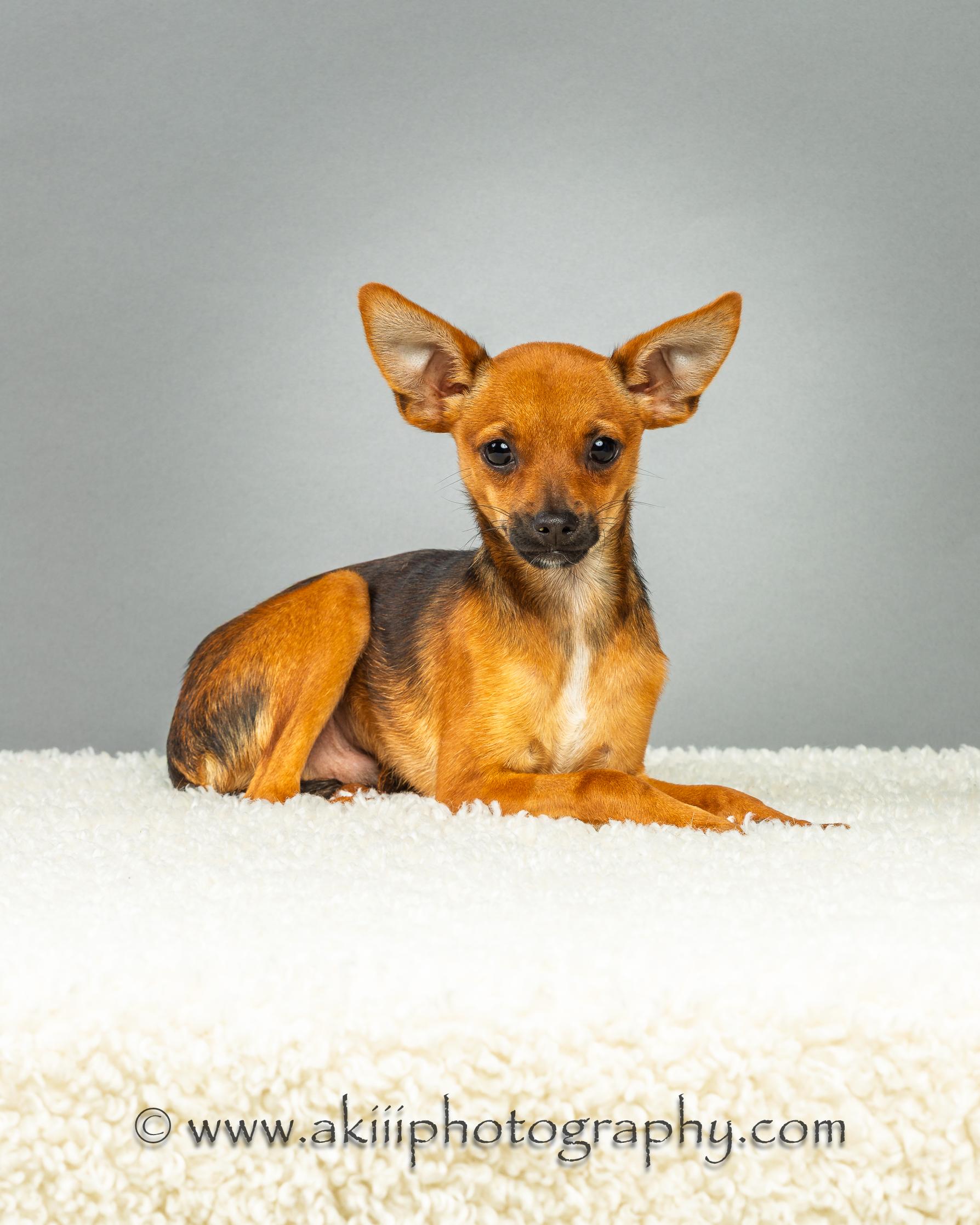 Tony - Puppy, a ADOPTABLE mixed breed in Plano, TX image 3/6