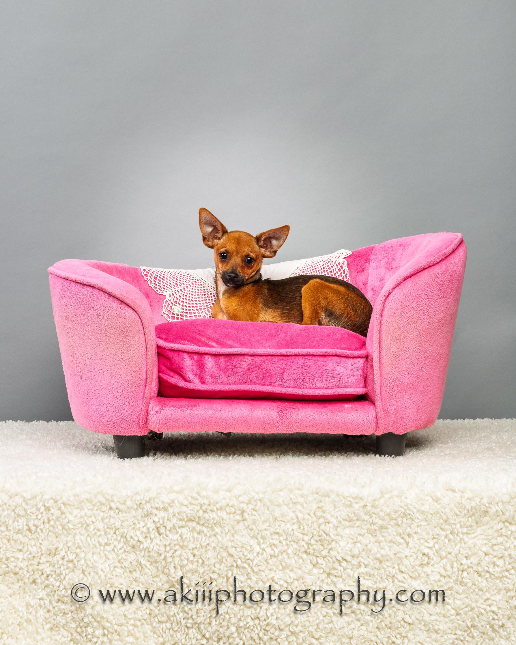 Tony - Puppy, a ADOPTABLE mixed breed in Plano, TX image 5/6