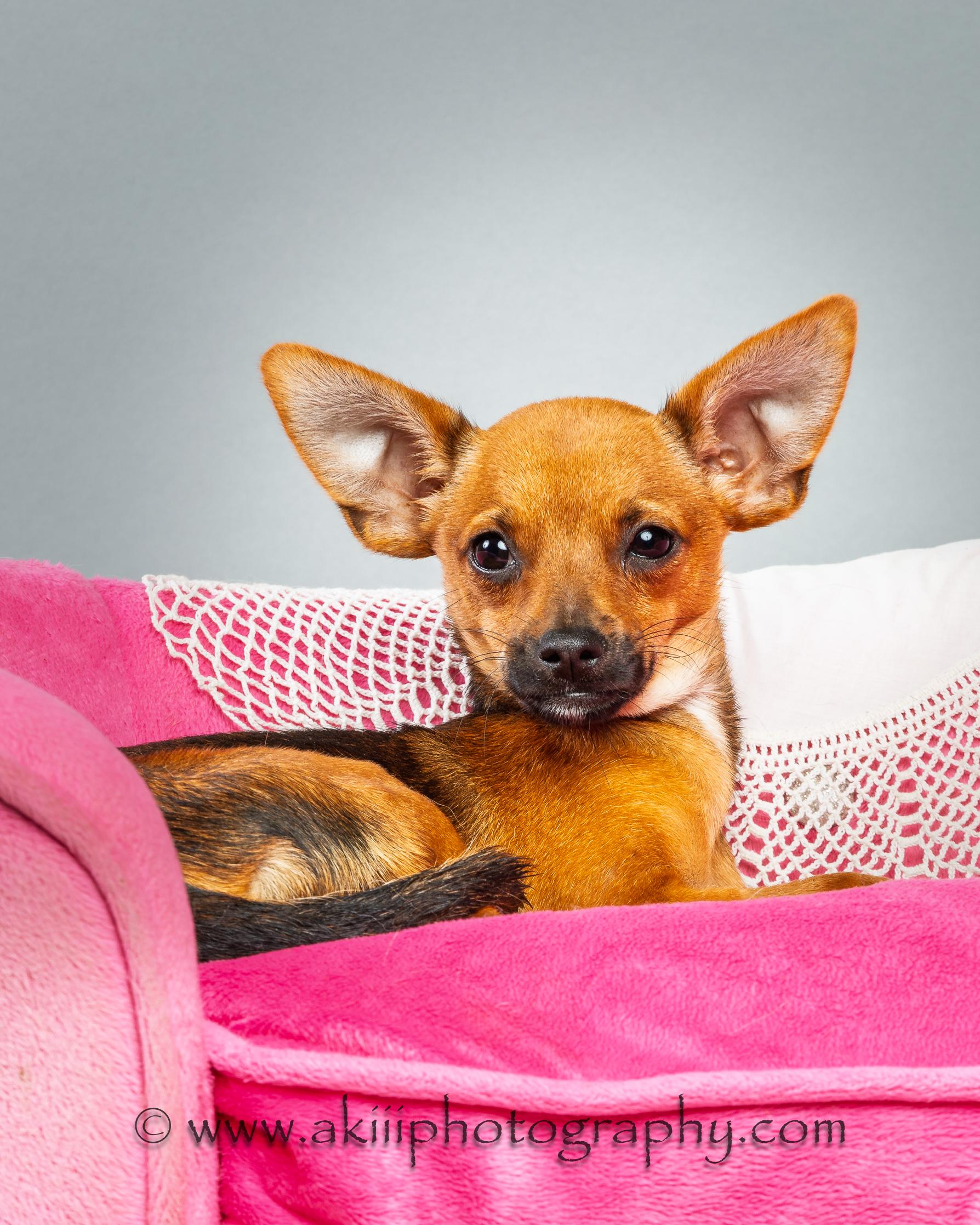 Tony - Puppy, a ADOPTABLE mixed breed in Plano, TX image 4/6