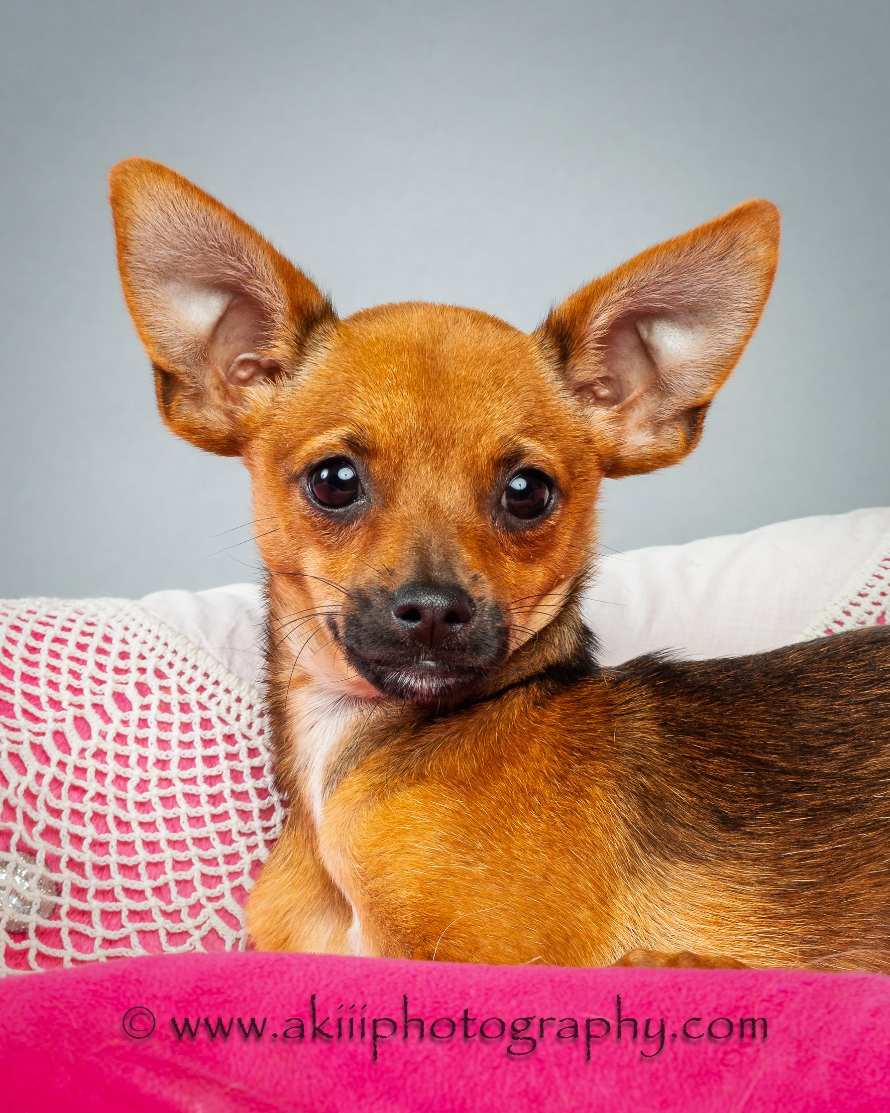 Tony - Puppy, a ADOPTABLE mixed breed in Plano, TX image 2/6