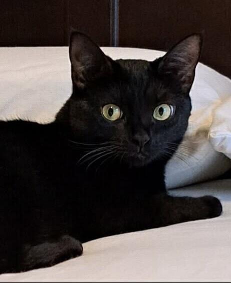 Josie, Adoptable, Young Female American Shorthair.