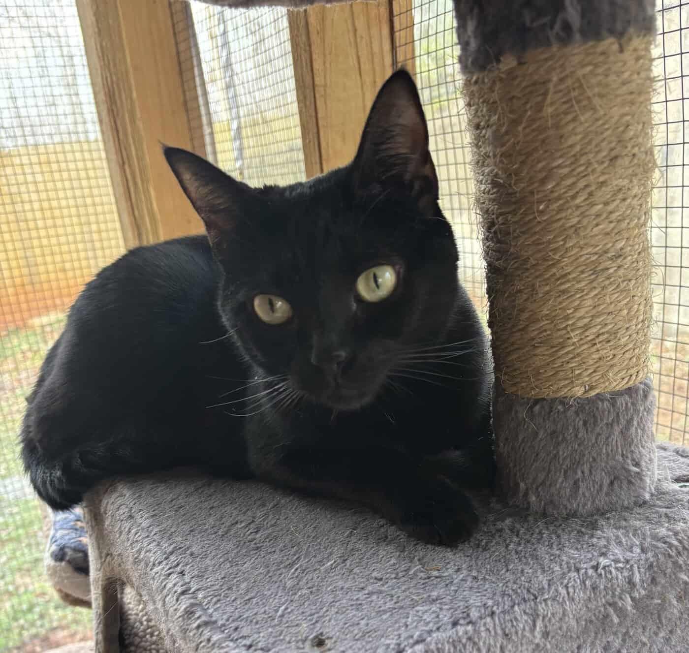 Josie, a Adoptable American Shorthair in Greenville, SC image 2/3