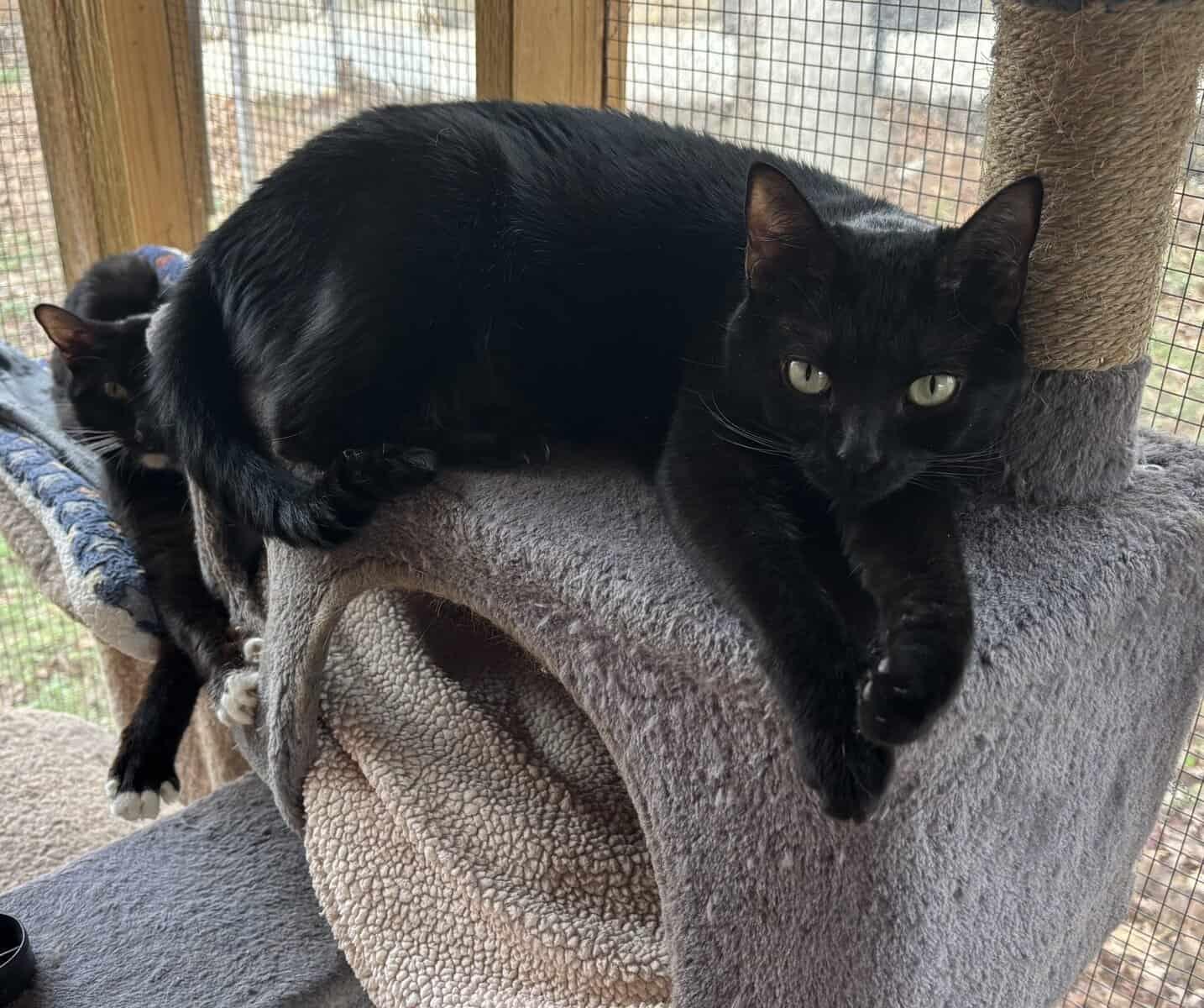 Josie, a Adoptable American Shorthair in Greenville, SC image 3/3
