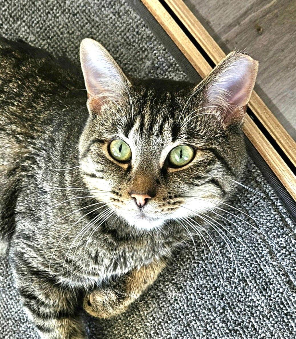 Flynn, Adoptable, Adult Male Tabby & Domestic Short Hair.