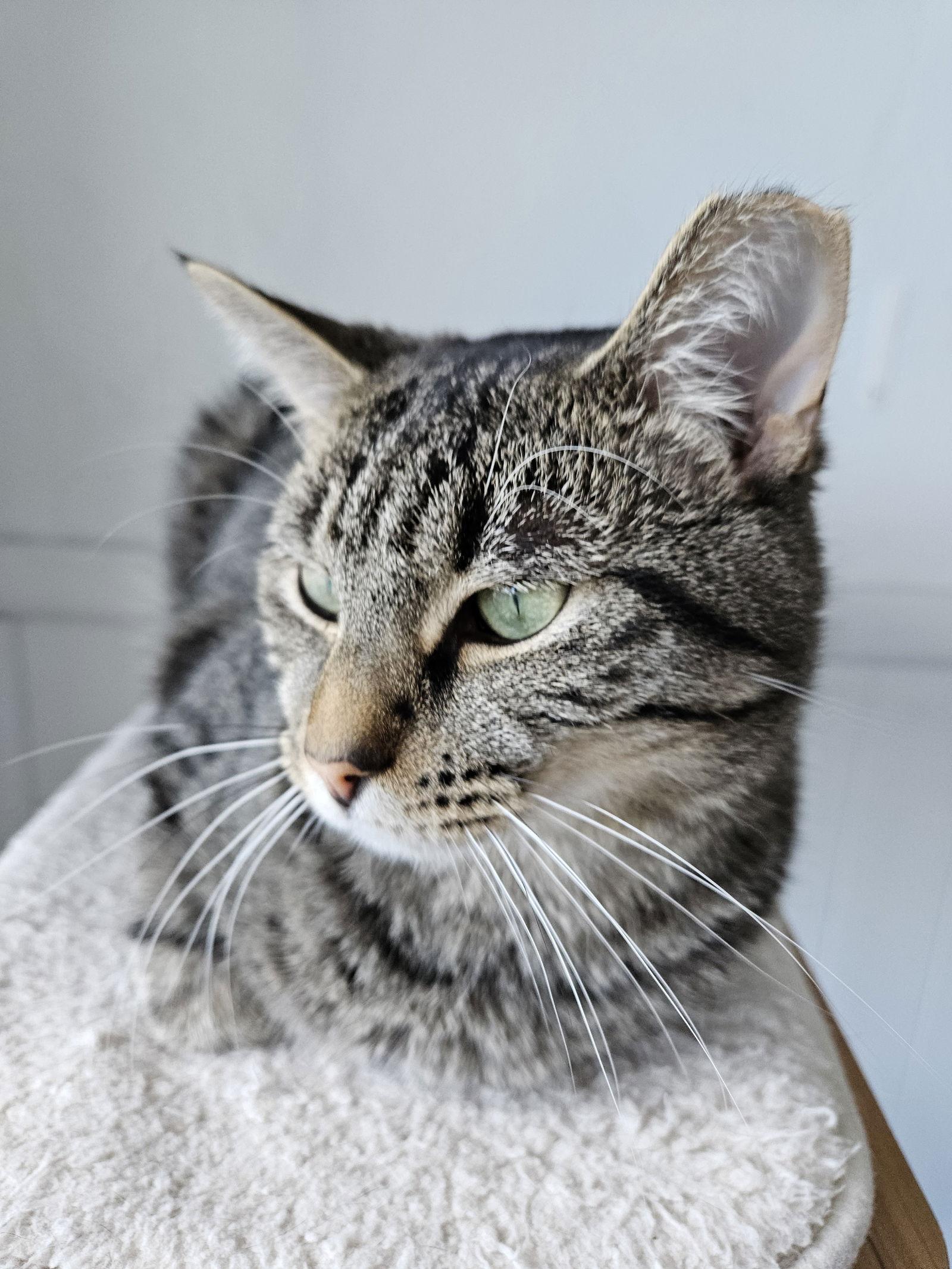 Enlarge Flynn, a Adoptable mixed breed in Greenfield, IN image 2/3