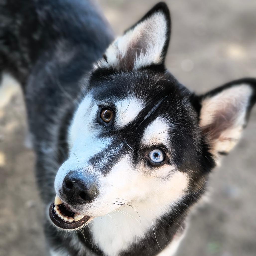 Diva $99 - See my Video!, Adoptable, Adult Female Husky.
