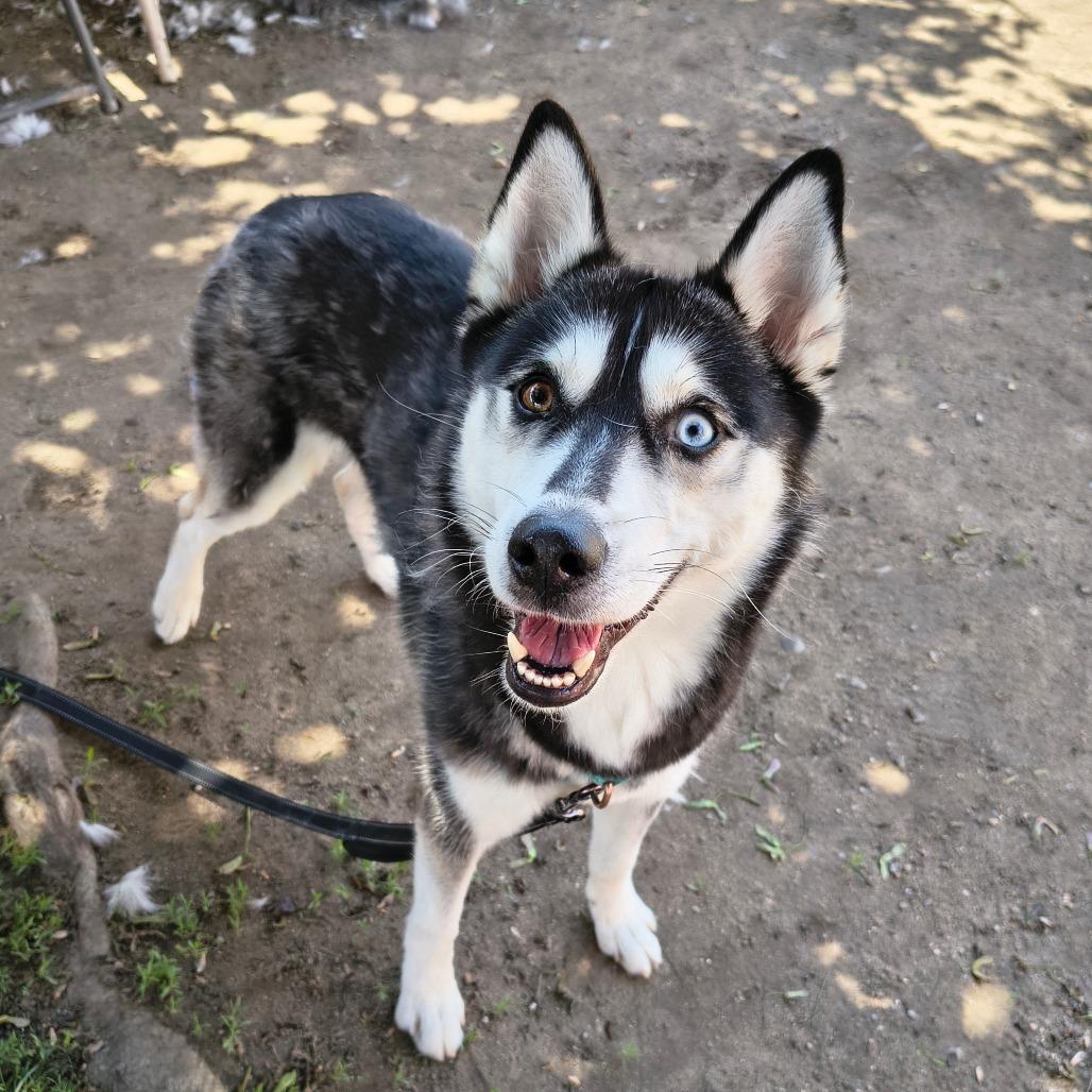 Enlarge Diva $99 - See my Video!, a Adoptable Husky in Springfield, MA image 2/3