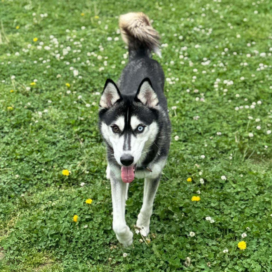 Enlarge Diva $99 - See my Video!, a Adoptable Husky in Springfield, MA image 3/3