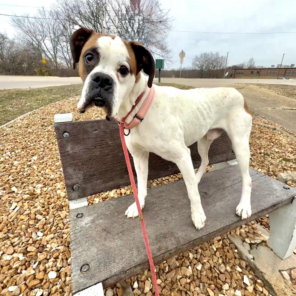 Enlarge Tyson K 19, a Adoptable Boxer in Union, MO image 1/4