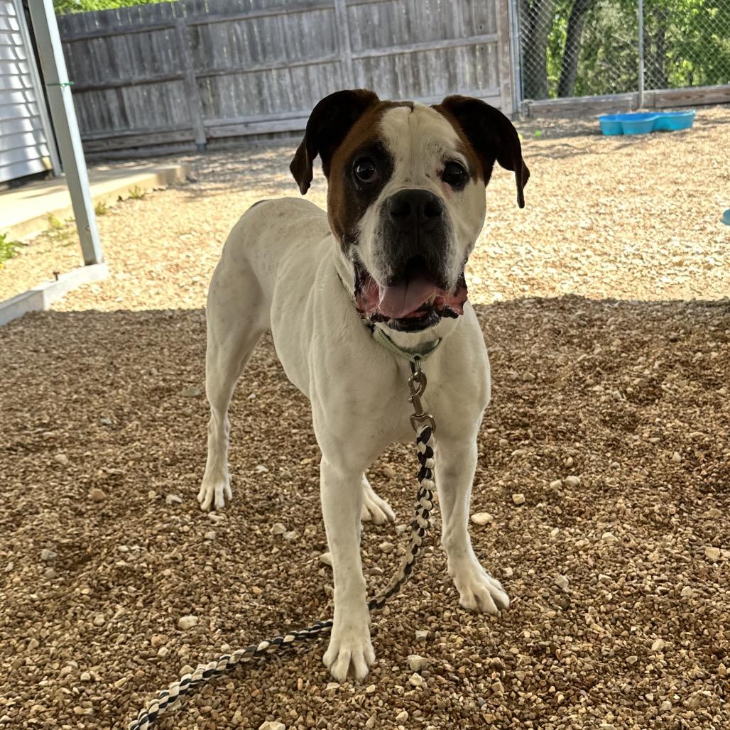 Enlarge Tyson K 19, a Adoptable Boxer in Union, MO image 2/6