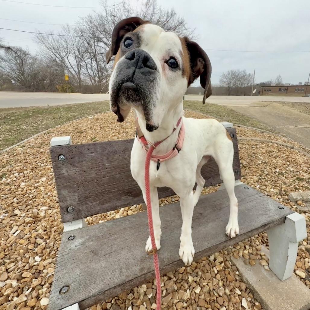 Enlarge Tyson K 19, a Adoptable Boxer in Union, MO image 2/4