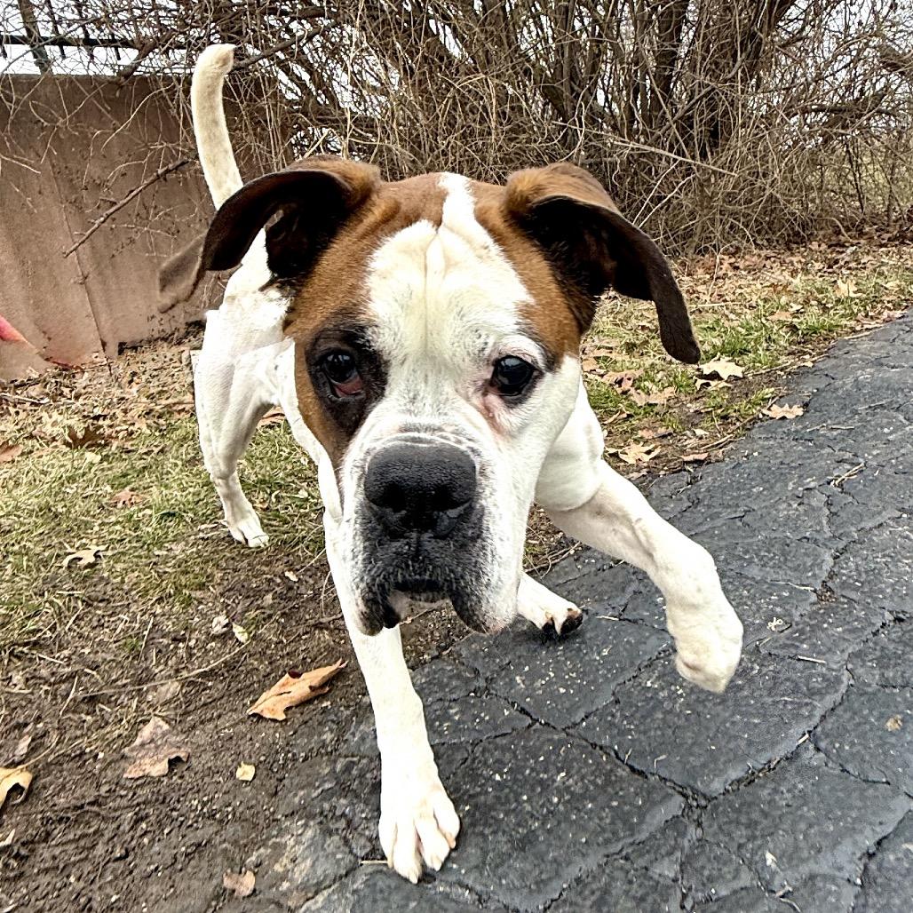 Enlarge Tyson K 19, a Adoptable Boxer in Union, MO image 3/4