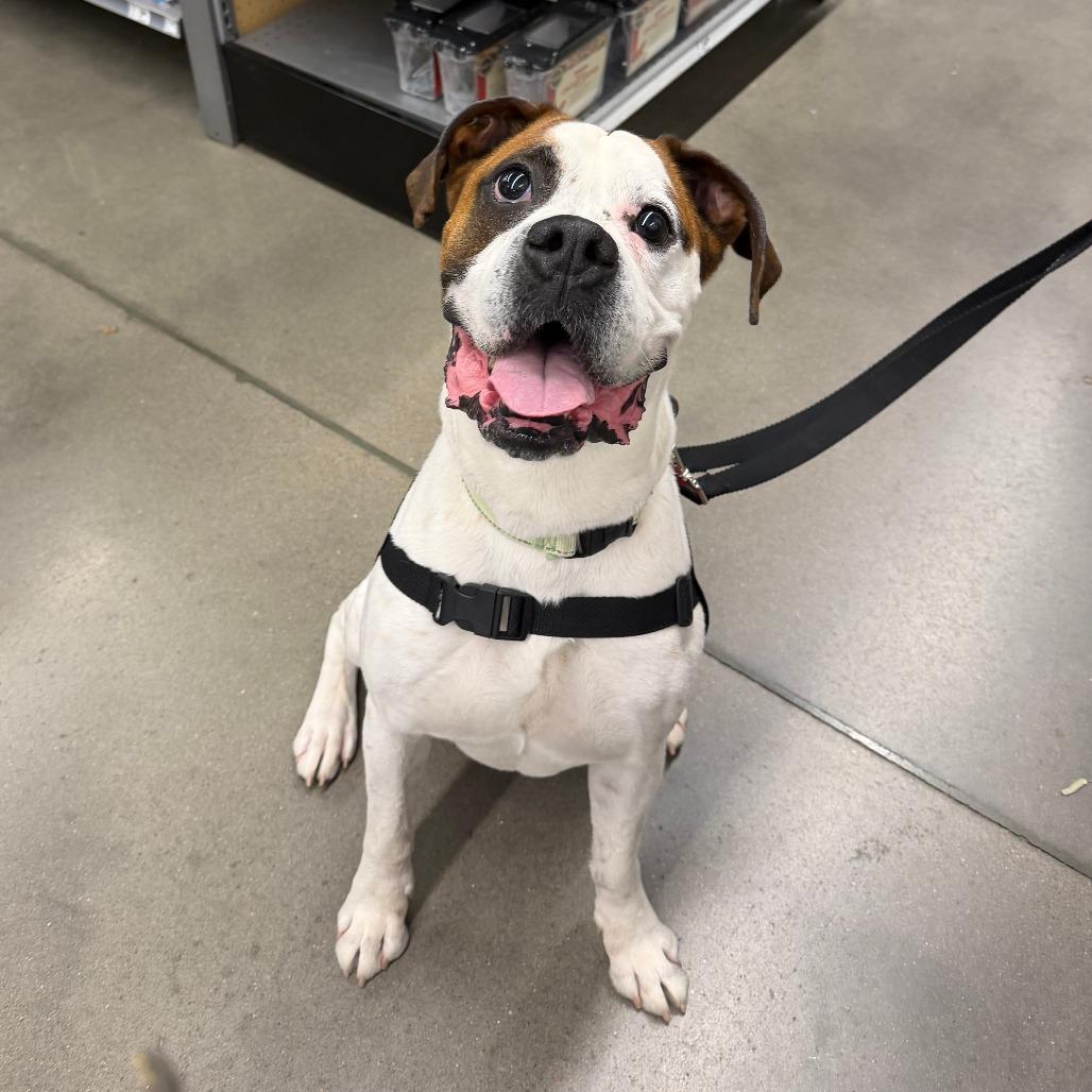 Enlarge Tyson K 19, a Adoptable Boxer in Union, MO image 4/5