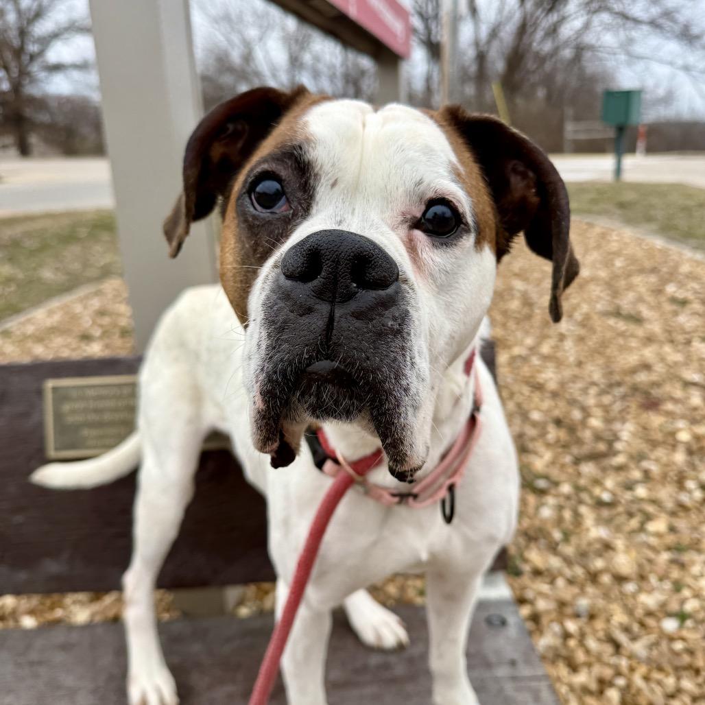 Enlarge Tyson K 19, a Adoptable Boxer in Union, MO image 4/4