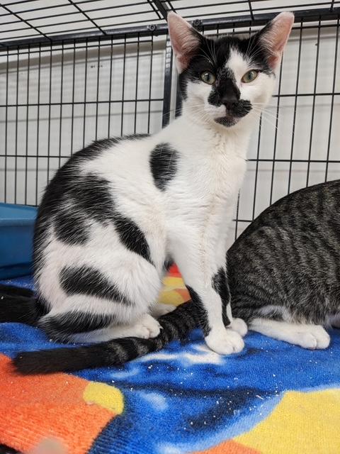 Enlarge Crunch, a Adoptable American Shorthair in Perry, GA image 1/1
