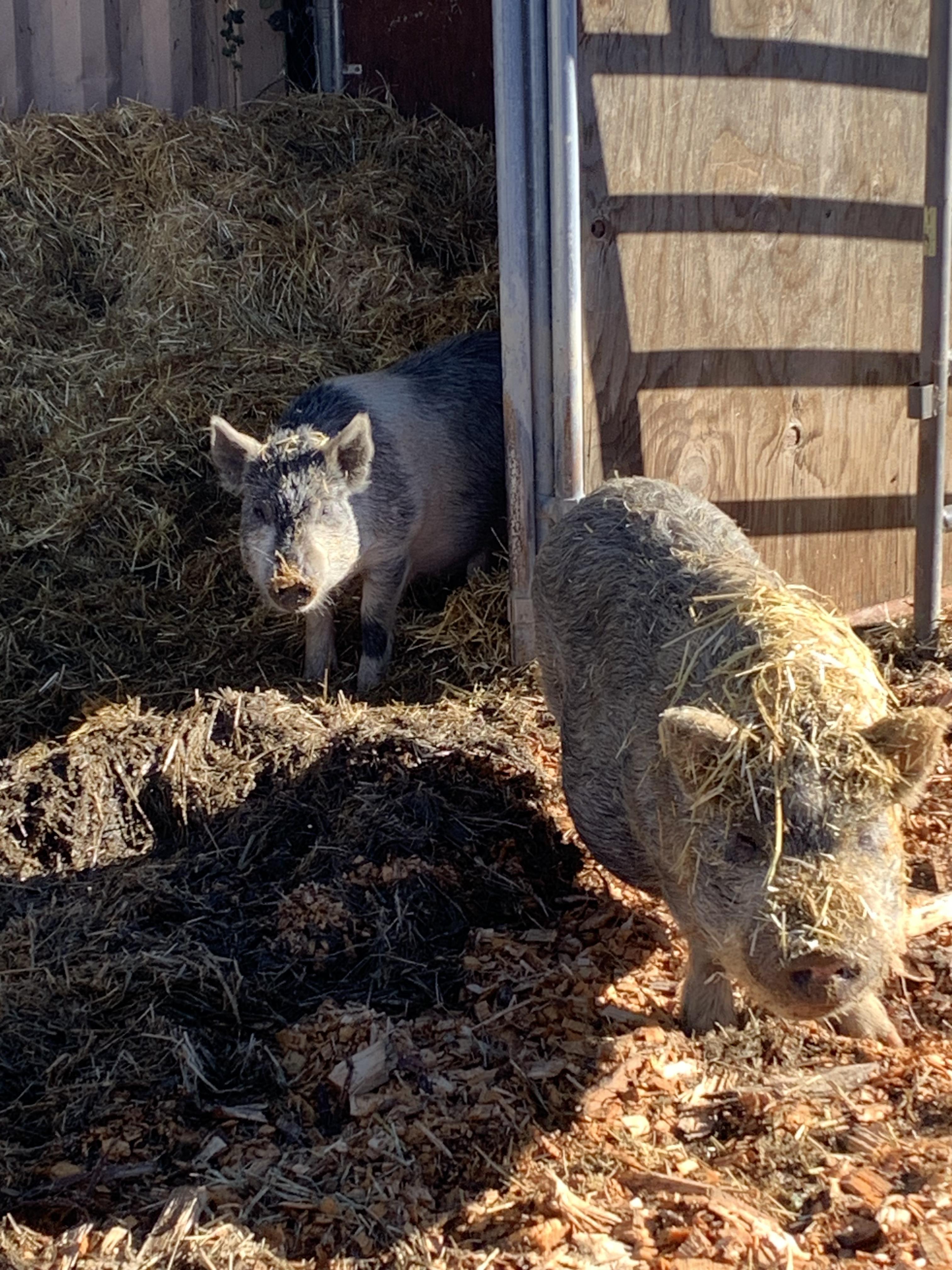 Enlarge Pigs, a ADOPTABLE mixed breed in Grass Valley, CA image 3/3